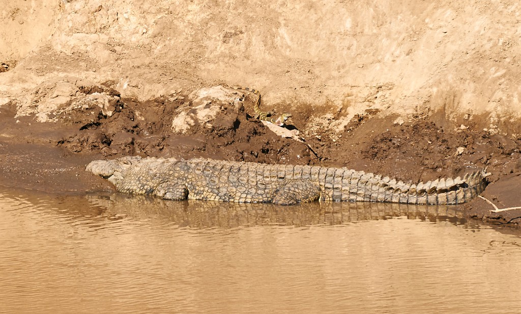 Crocodile and lezard